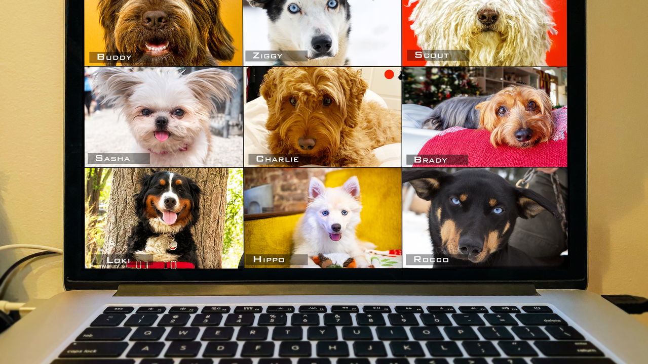 Como a tecnologia está facilitando a vida dos tutores dos pets