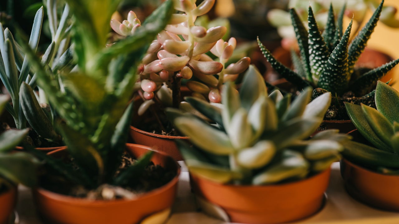 Os segredos para cultivar suculentas e cactos e evitar problemas