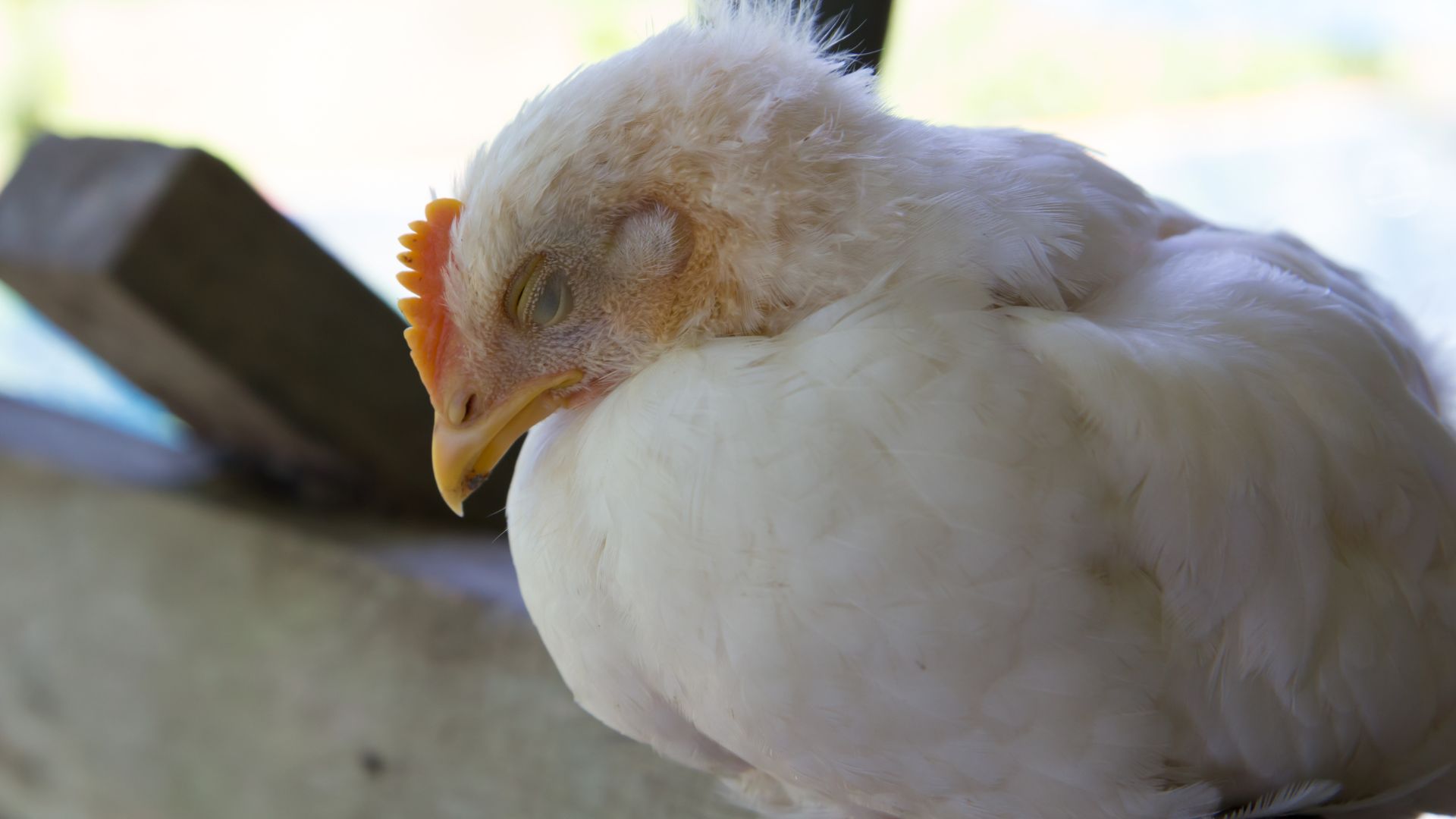 A exportação de carne de frango do Rio Grande do Sul para o exterior foi interrompida por decisão do Ministério da Agricultura e Pecuária.